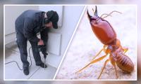 Termite Inspection Perth image 5